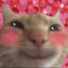 🌈✨️❤️Gatos&Perros❤️Mood🌈✨️ 7
