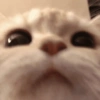 Gatitos 💕 6