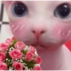 KUCING MEME 15