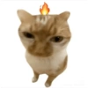 Meme Kucing Lucu 🐱 24