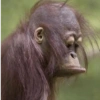 🐒✨️Chimpances Mood✨️🐒 10