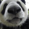 Panda 9
