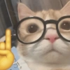 Meme kucing 17