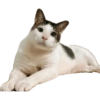 Bobby (kucing Prabowo) 15