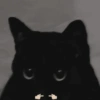 🐾 Gatitos Anti-depresivos 😺 11