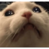Michis 😺🥰🤭 10