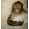 🐒✨️Chimpances Mood✨️🐒 24