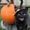 Gatitos de hallowen🎃 6