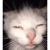 Memes Gatos - 1 10