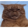 Michis 😺🥰🤭 8