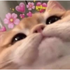 Gatinhos apaixonados 😻 10