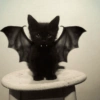 Halloween Animal🎃🔮 4