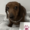 Perros salchicha 2.0 6