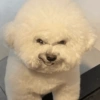 Reações cachorros  12