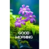 Good morning 31