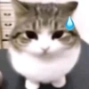 Meme kucing 19