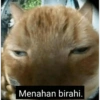 KUCING MEME 8