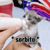 🌈🐈‍⬛✨️Gatos Funny Mood✨️🐈‍⬛🌈 19