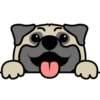 🐾Pug🐾 15