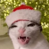 GATINHOS NATALINOS 🌲🎅🏼 10