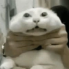 Meme Kucing Lucu 🐱 5