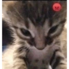 KUCING MEME 25