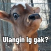 Ulangin lg gak?