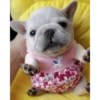 Pibble pal chat 🤣🐶 8
