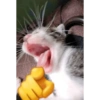 KUCING MEME 27