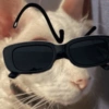 Gatitos apocalípticos 🙀 15