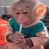 Macaquinho Mood 🙈🙉🙊 6