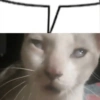 Meme kucing 15