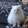Memes Gatos - 1 18
