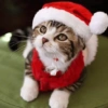 Navidad de Gatos😎 15