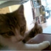 KUCING MEME 17