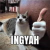 KUCING MEME 24