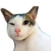 Bobby (kucing Prabowo) 8