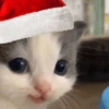 Navidad de Gatos😎 5