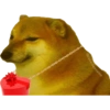 Komik köpek fotoğrafları  7