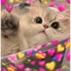 Kucing Bucin 8