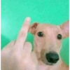 SÓ MELHORES REAÇÕES  12