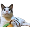 Bobby (kucing Prabowo) 5