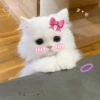 CAT CUTE EDIT😆 8
