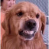 Cachorros caóticos e fofos🤣😍 7