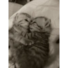 COUPLE CAT V2 8