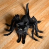Gatitos de hallowen🎃 15