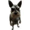 Komik köpek fotoğrafları  19