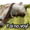 Y si no voy?