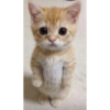 KUCING MEME 11