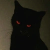 🌈🐈‍⬛✨️Gatos Funny Mood✨️🐈‍⬛🌈 6